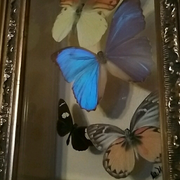 Meet your Posher, Luis - Picture 1 of 1